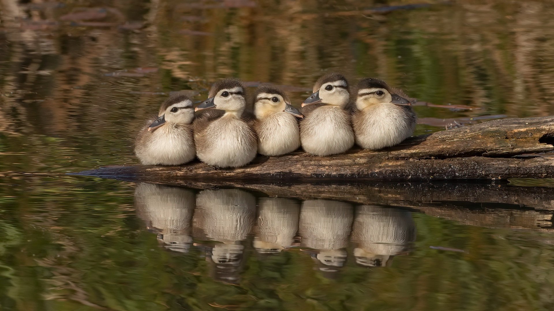 欧冠半决赛焦点战，深圳队火力全开，压制奇才队