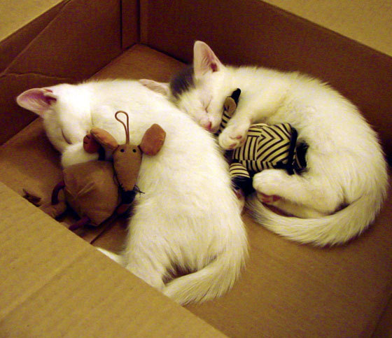 夜战交响曲,F1揭幕战的极速轰鸣与约基奇的逆境爆发