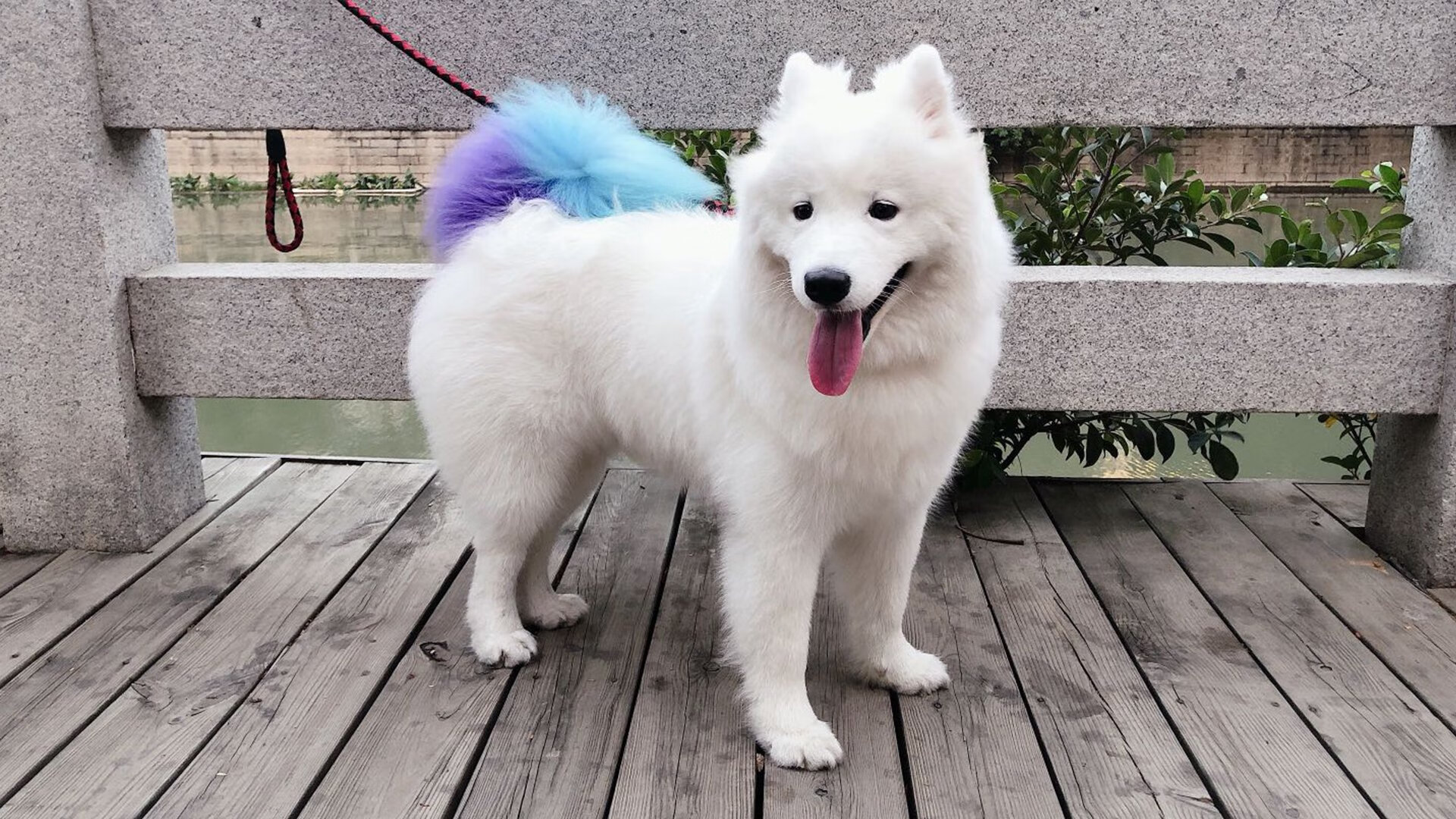 非洲雄狮咬穿桑巴军团,三笘薰的叛逃与足球秩序的裂缝