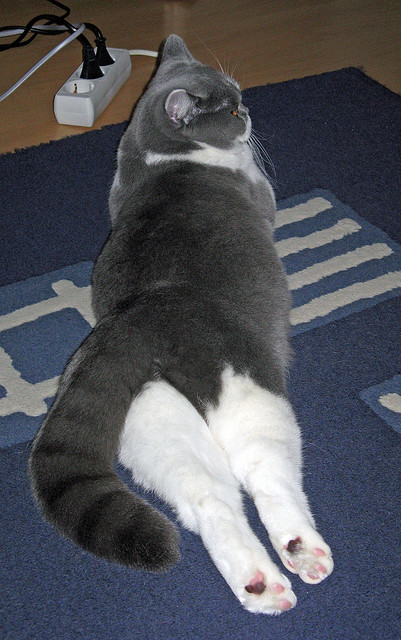 星光喷薄，拉梅洛·鲍尔在年度焦点战中接管比赛，掘金队强势制霸广厦