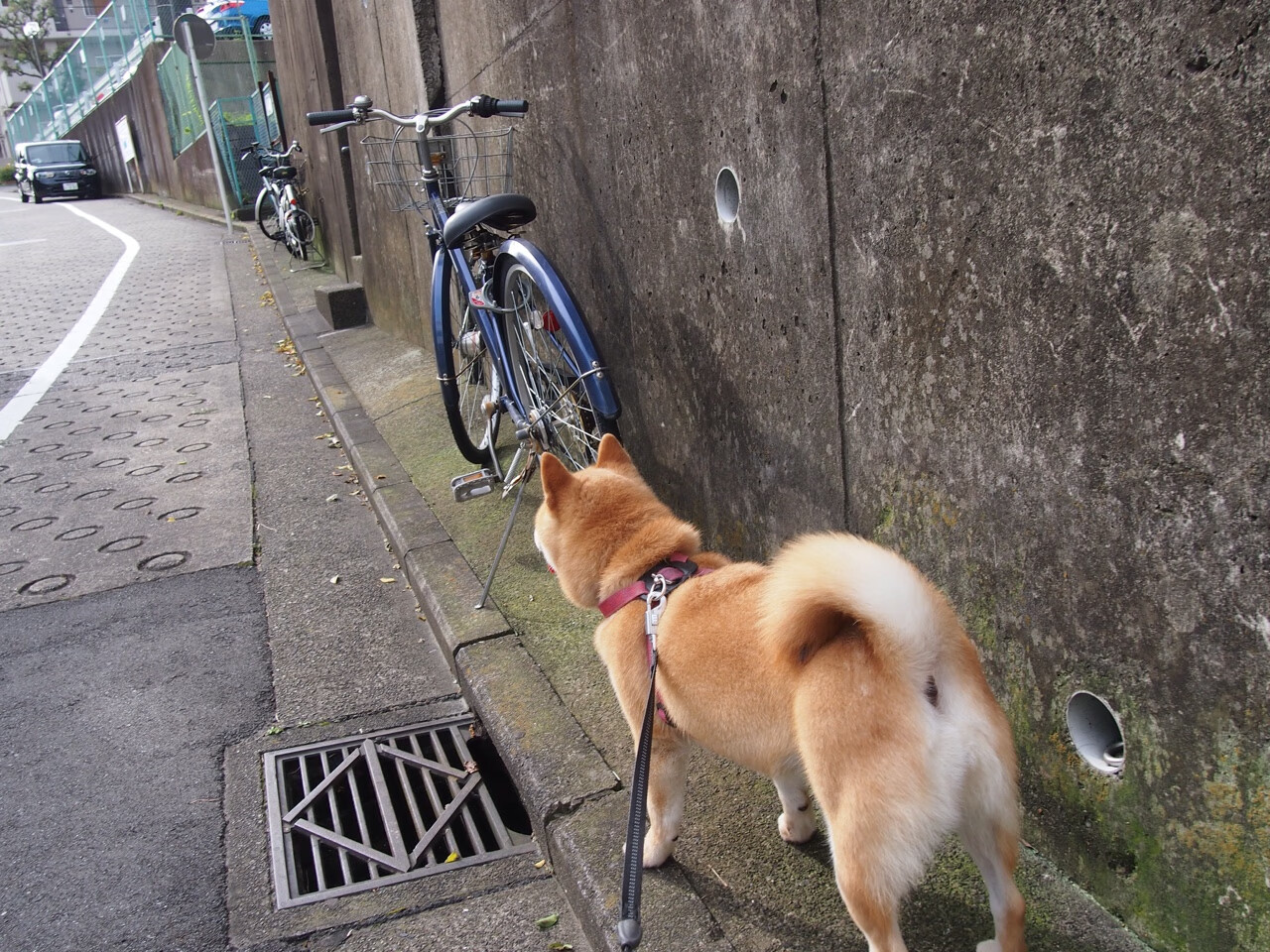 雄鹰振翅压群雄，安哥拉关键战力克突尼斯，剑指巴黎奥运