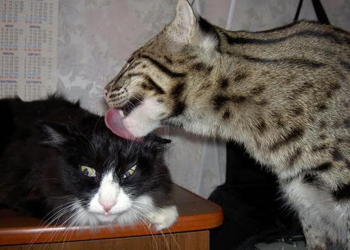 东决关键战之夜，当哈兰德完成自我救赎，篮筐听见了足球的回响