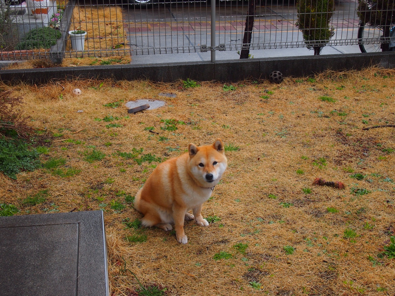 罗德里戈，硬仗之王的加冕礼，曼城踏平新西兰展露铁血统治力