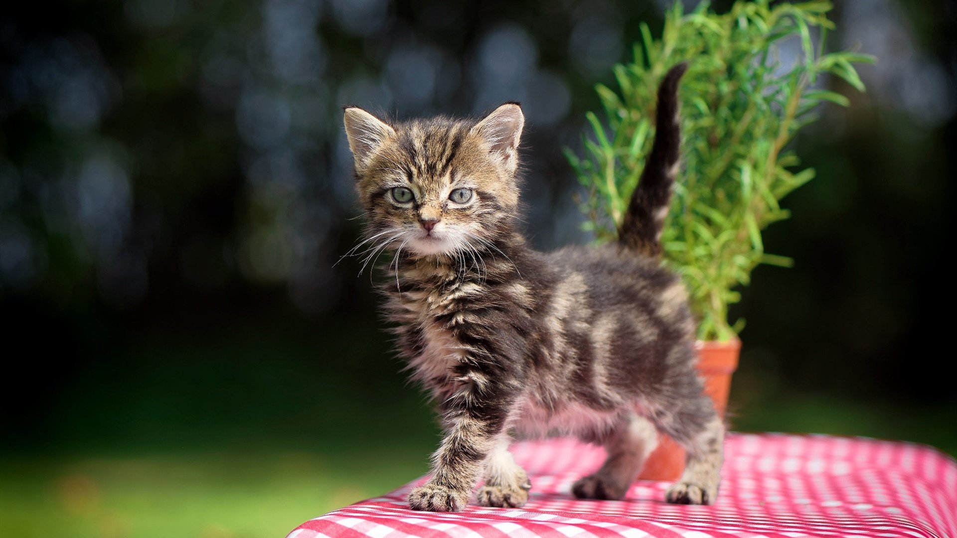 当末节之王遇上孤胆英雄，独行侠与马克西共演逆转哲学