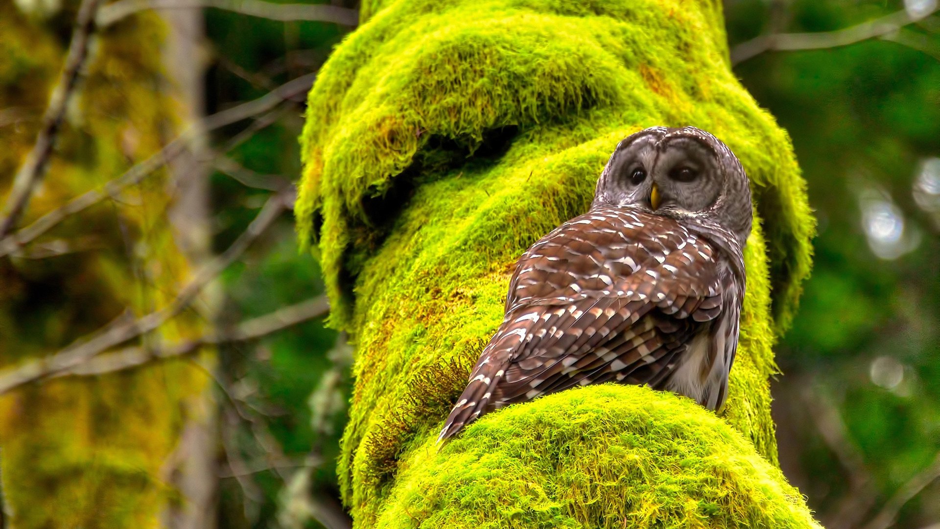 福克斯独木难支，辽宁队单节轰塌火箭防线