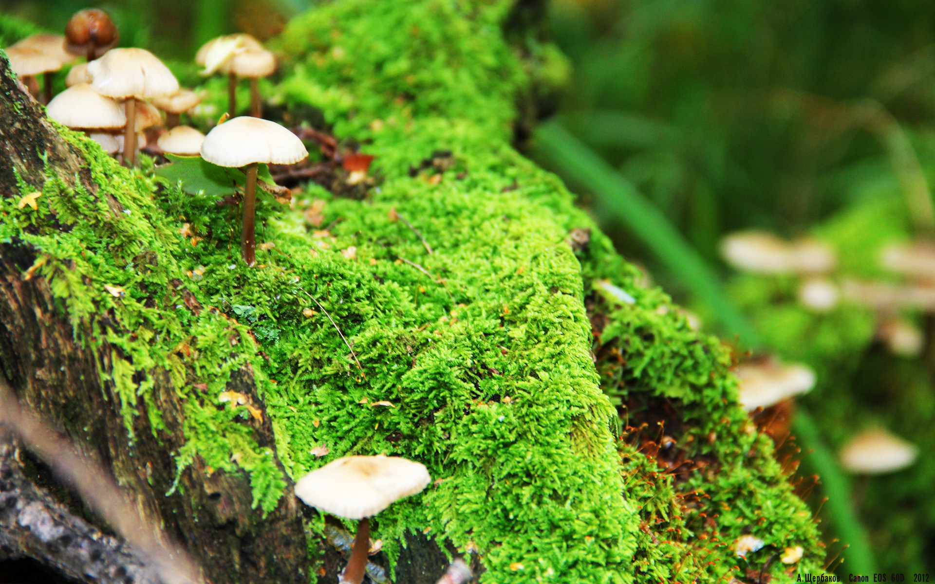 智慧角力，当几内亚的坚韧遇上塞内加尔的转换引擎