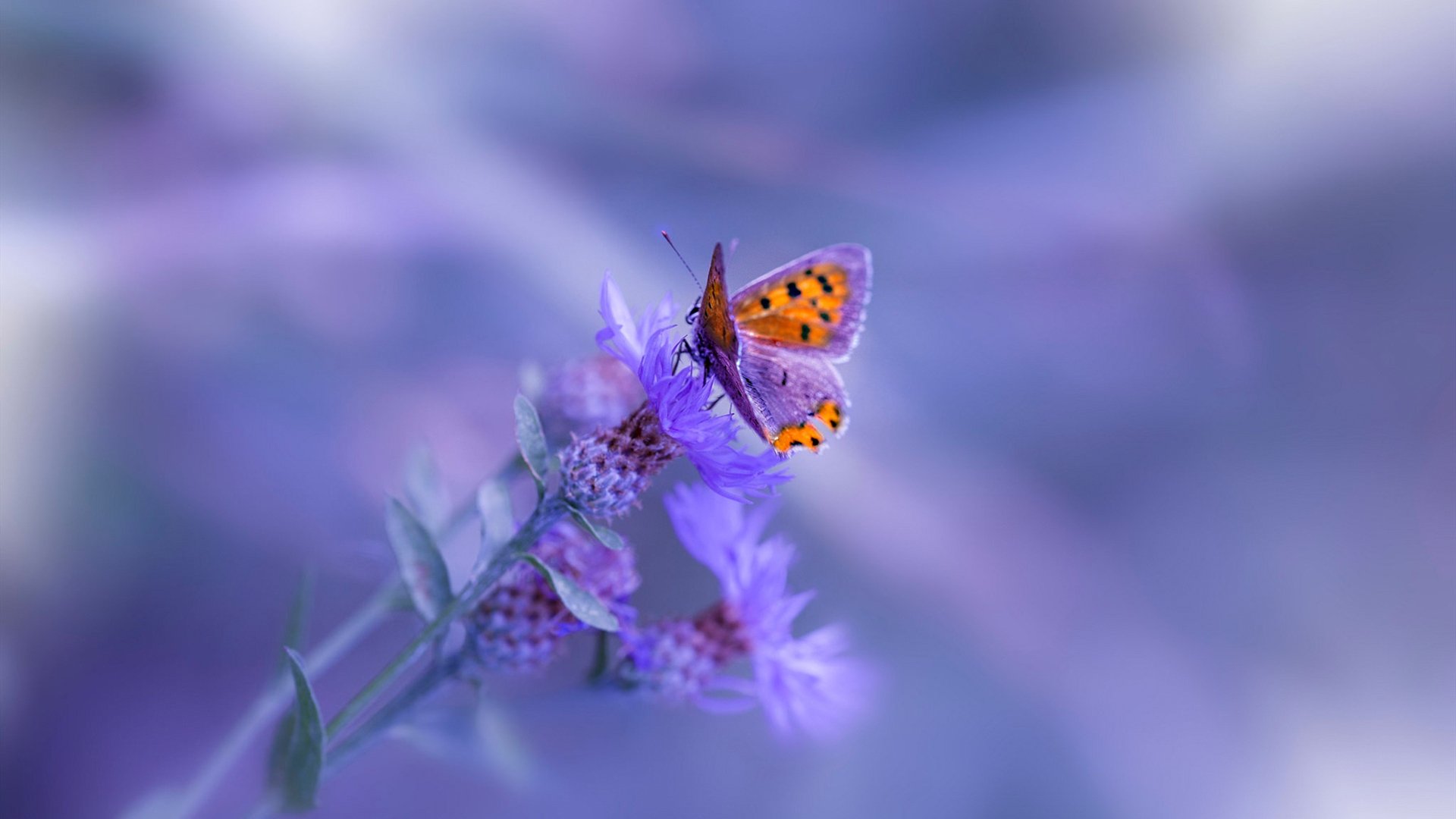 开云体育登录-跨界风暴，勇士轻取太阳，布克在英超争冠中接管比赛